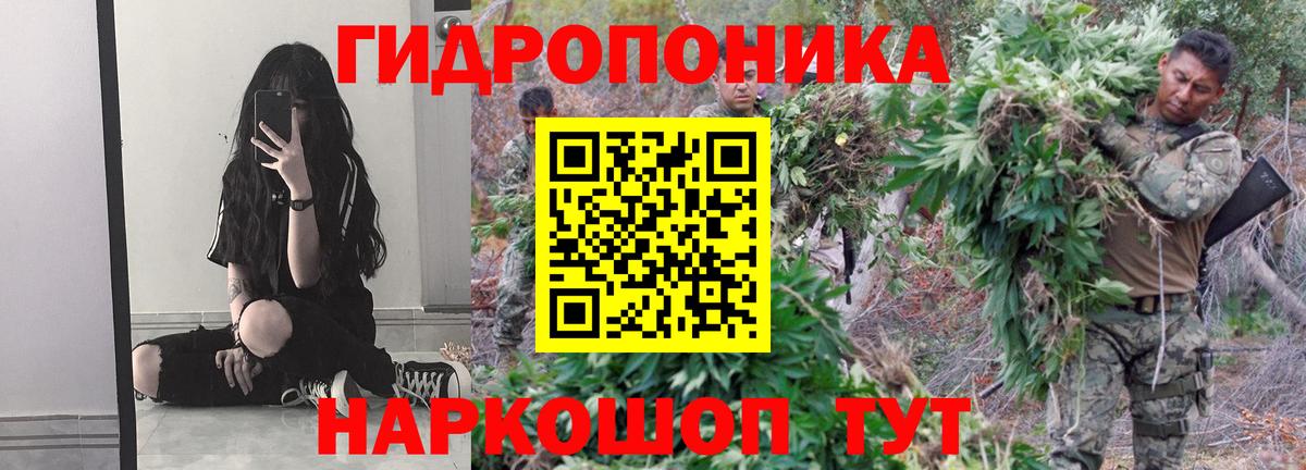 Шишки марихуана сатива Луга